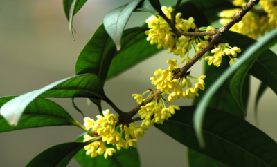 ​鲜桂花怎么处理才能吃（新鲜桂花能泡茶吗 新鲜桂花怎样处理才能食用）