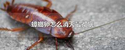 ​蟑螂卵要怎么消灭 如何消灭蟑螂卵