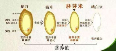 ​玄米茶的功效与作用及禁忌 玄米茶的制作方法