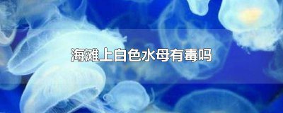 ​海岸上的水母有毒吗 海边白色水母