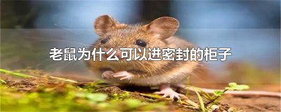 ​老鼠怎么爬进封锁的抽屉的 老鼠开抽屉