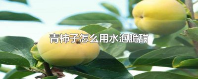 ​青柿子怎么用水泡脆甜的营养价值 青柿子怎么用水泡脆甜一点