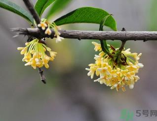 新鲜桂花可以做什么好吃的？新鲜桂花的做法大全