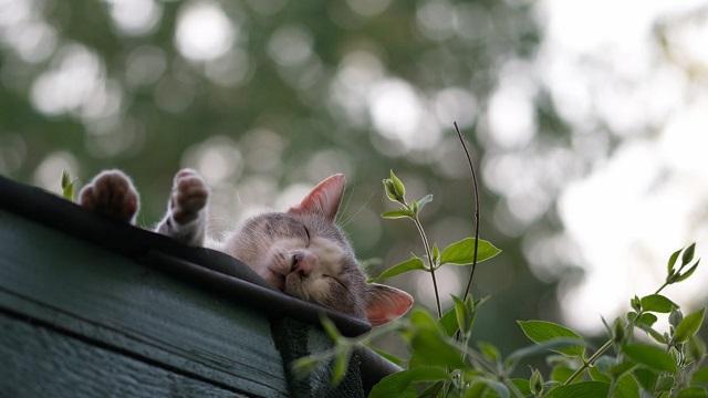 让猫如痴如醉的猫薄荷，根本没有催吐化毛的功能，别被骗了