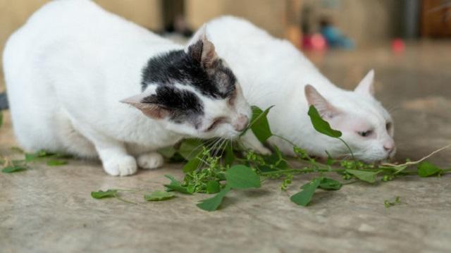 让猫如痴如醉的猫薄荷，根本没有催吐化毛的功能，别被骗了