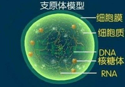 ​自然界中最小的细胞，支原体仅有0.1到0.3微米