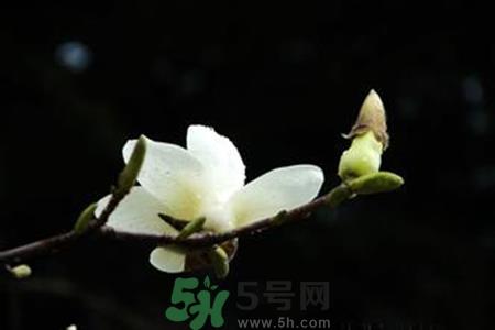 优昙花是什么花？优昙花现实中有吗？