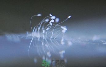 优昙花是什么花？优昙花现实中有吗？