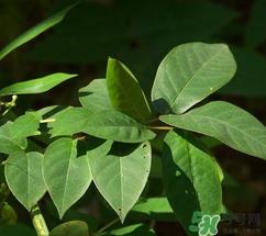 白花菜有什么功效？白花菜的功效是什么？