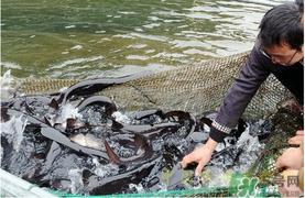 鸭嘴鱼多少钱一斤？野生鸭嘴鱼多少钱一斤？