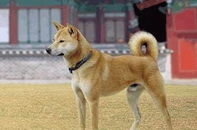 ​世界十大忠诚狗排行榜 中华田园犬排名榜首