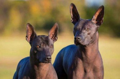 ​世界十大最干净的犬类 小猎犬榜上有名 墨西哥无毛犬荣登榜首