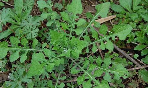 又是一年荠菜时，你会辨别荠菜吗？