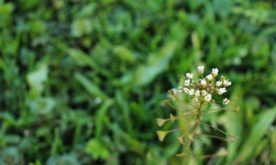 ​又是一年荠菜时，你会辨别荠菜吗？