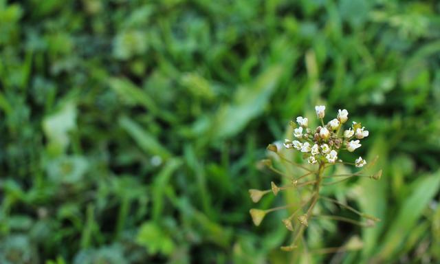 又是一年荠菜时，你会辨别荠菜吗？