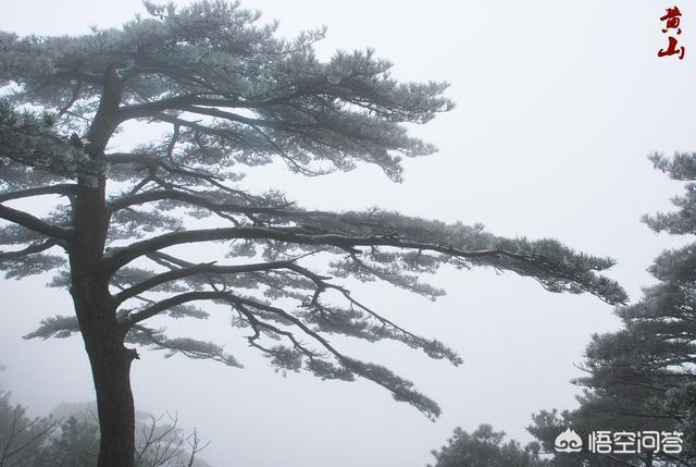 江西庐山和安徽黄山哪个更值得去游玩？