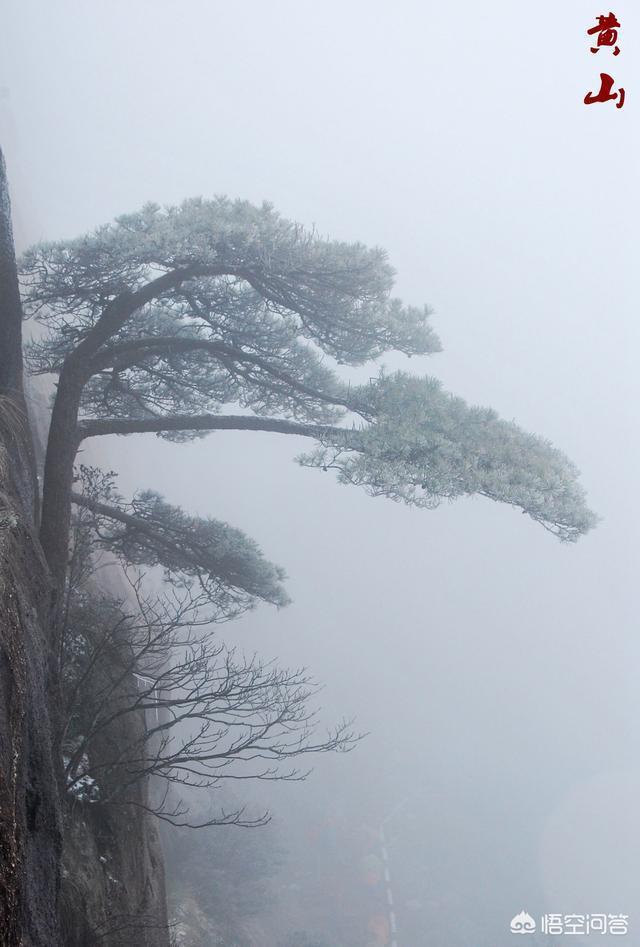 江西庐山和安徽黄山哪个更值得去游玩？