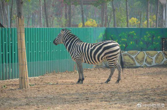 濮阳野生动物园、濮阳东方庄野生动物园正式对外开放了