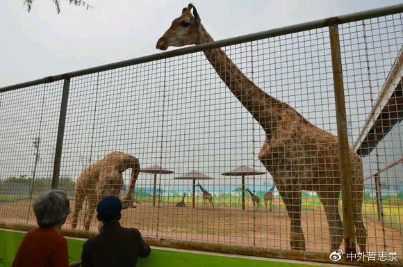 濮阳野生动物园、濮阳东方庄野生动物园正式对外开放了