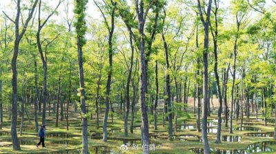 ​水庭Water Garden，石上纯也，石上真是半个行为艺术家啊……