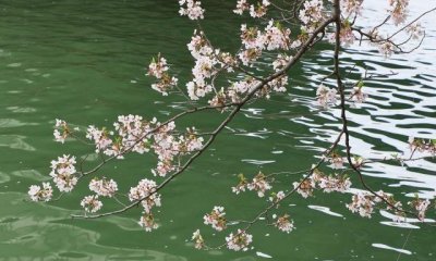 ​落花有意随流水,流水无心恋落花全诗,语文教师的精彩分析来了