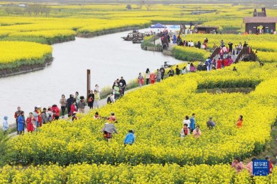 ​江苏兴化：“垛”上花开春意浓