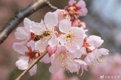 ​绝美 武汉大学早樱初开！花期短暂仅15天左右 非校友看不了