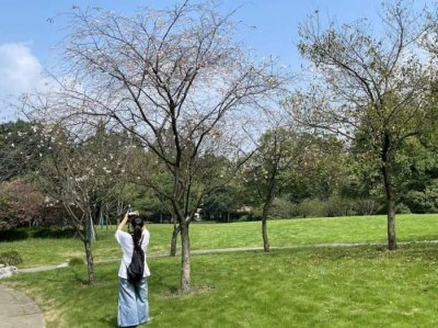 ​桂花迟到，樱花想开了！杭州太子湾“夏日樱花”大抢风头