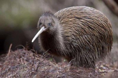 ​世界上唯一一种没有翅膀的鸟，几维鸟是国鸟