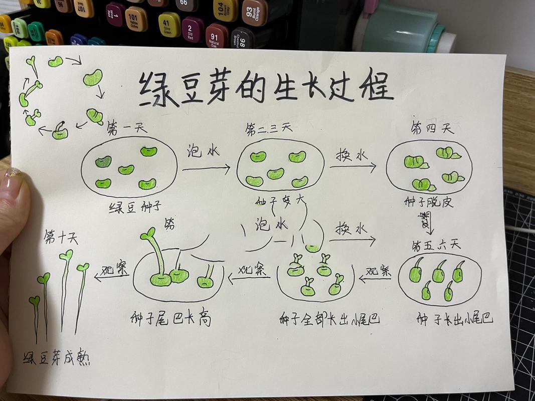 绿豆1一8天的生长图片 绿豆1一8天的生长图片手抄报