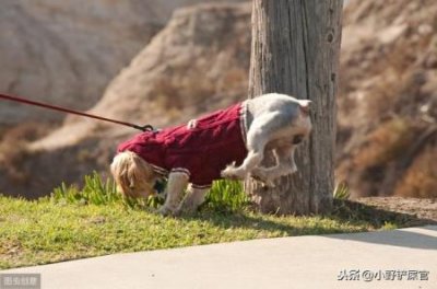 ​狗和人的年龄换算表，狗和人的年龄换算表图