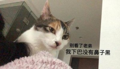 ​猫咪脚臭单纯是患趾间炎吗？了解猫咪有脚臭的常见真相及解决方法